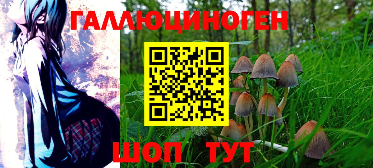 Пугачёв  Галлюциногенные грибы Cubensis  Вход с VPN 